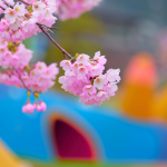 春うらら、女川の桜は見頃の予感