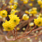 女川ミツマタツアーを開催しました