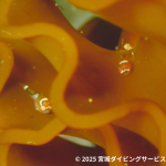 この夏は女川の海へ！女川の海を体感しよう