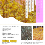 「春を先取り：第１回　女川ミツマタ観察ツアー」