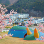 マッシュパーク女川の桜が見頃です